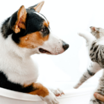 Pets – 15 ESL English Discussion Questions