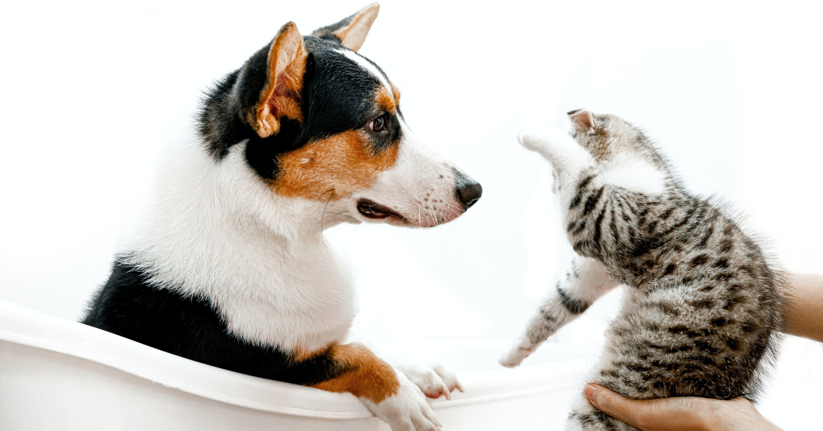 Pets – 15 ESL English Discussion Questions